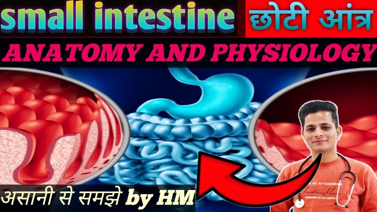 Small intestine || छोटी आंत || anatomy and physiology || digestive system || structure and function 
