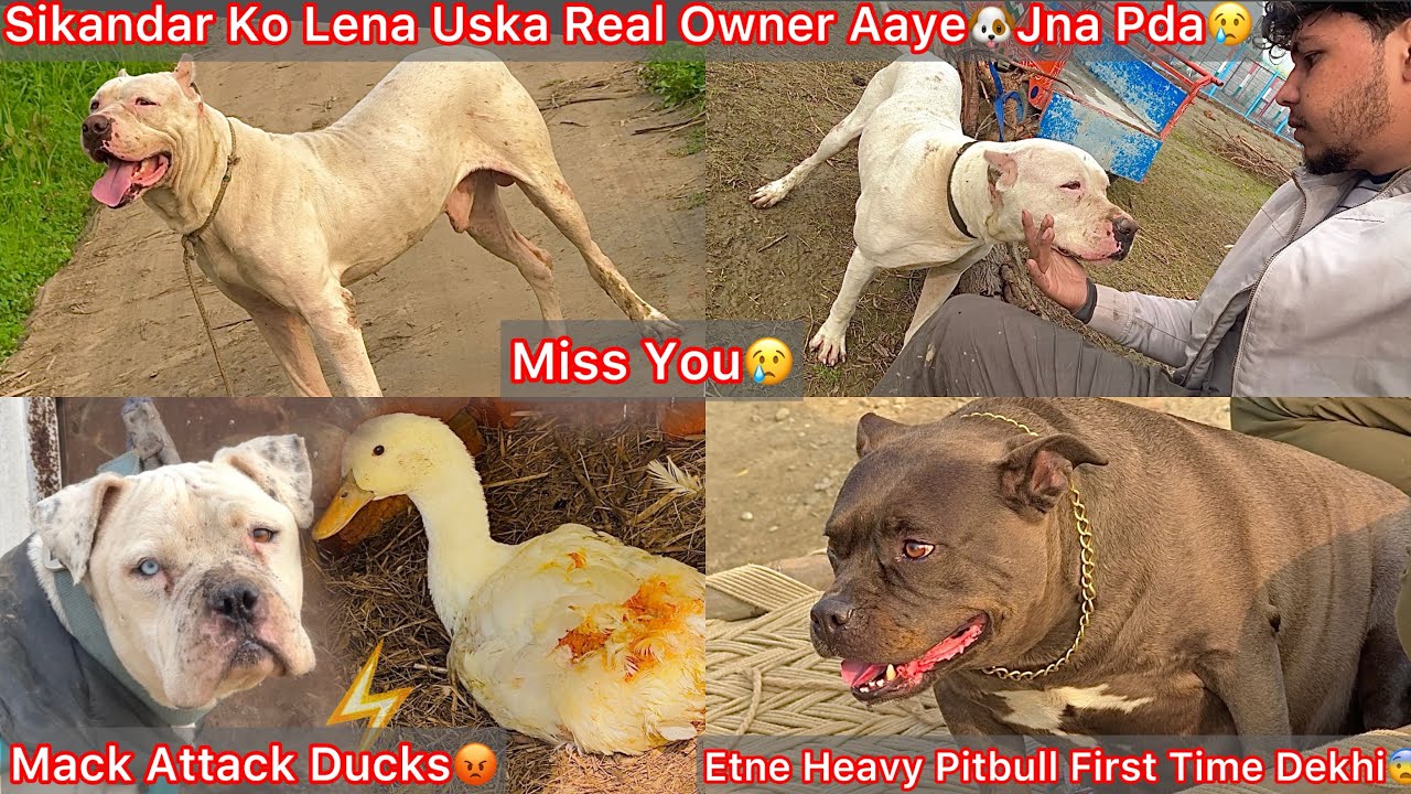 Sikandar Ko Lena Uska Real Owner Aaye🐶Mera Pass Se Jana Pda😢Mack N Ducks Pakad Le😡Ghayal Hogye😰