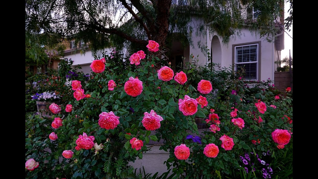 2020 My Front Yard Rose Collection Flower Burst（Rose name Subtitle)； 2020年我前院的玫瑰花开爆了 (4K)