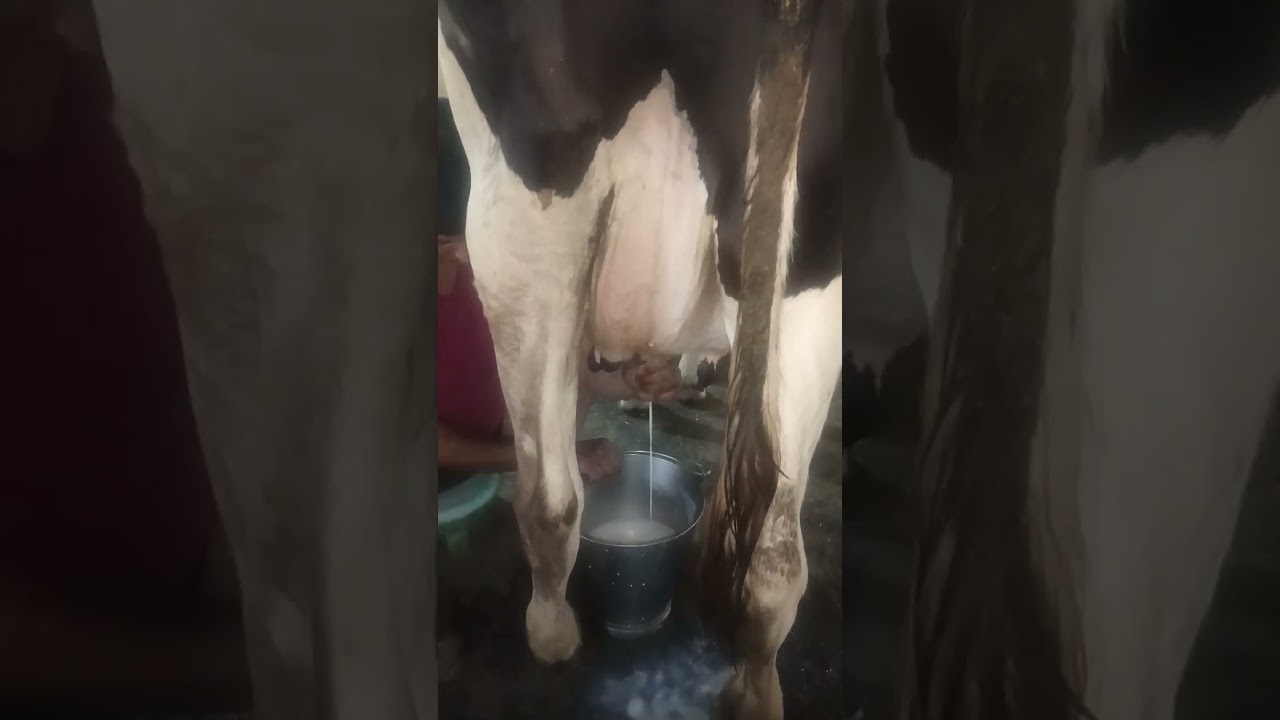 आप लोग देख सकते हैं कि हमारी यह काऊ 1 टाइम में कितना दूध देती है