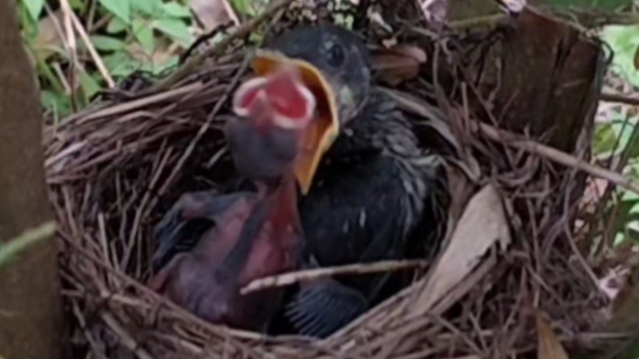 baby birds are not satisfied with eating
