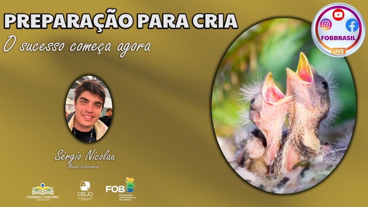 Como se preparar para a criação de canários ou aves pet - qual o melhor planejamento e estratégia?