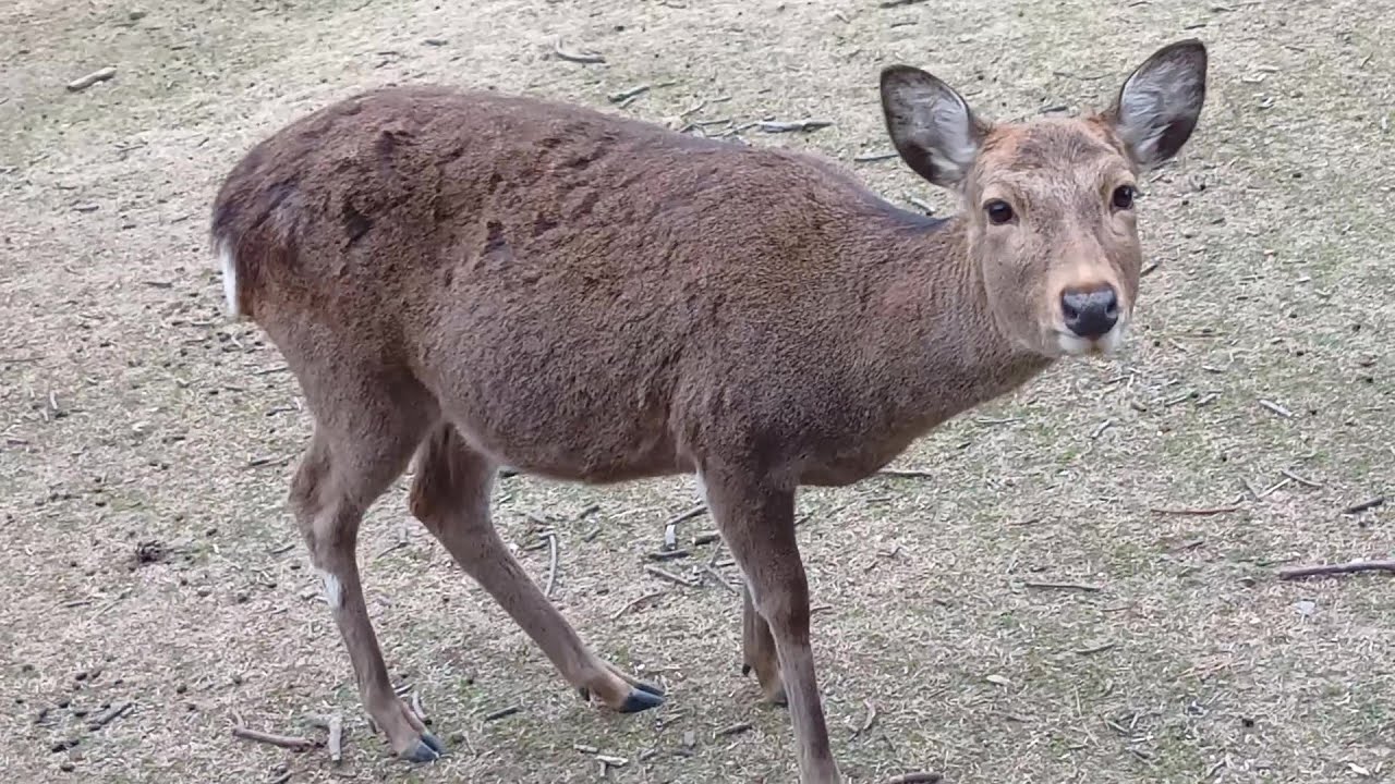 奈良公園の鹿さん #209 Deer of Nara Park