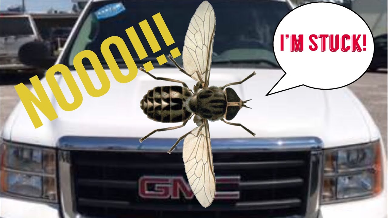 Fly Tries To Ruin My Paint Job On My First Youtube Video!