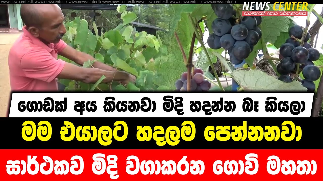 ගොඩක් අය කියනවා මිදි හදන්න බෑ කියලා | මම එයාලට හදලම පෙන්නනවා | සාර්ථකව මිදි වගාකරන ගොවි මහතා