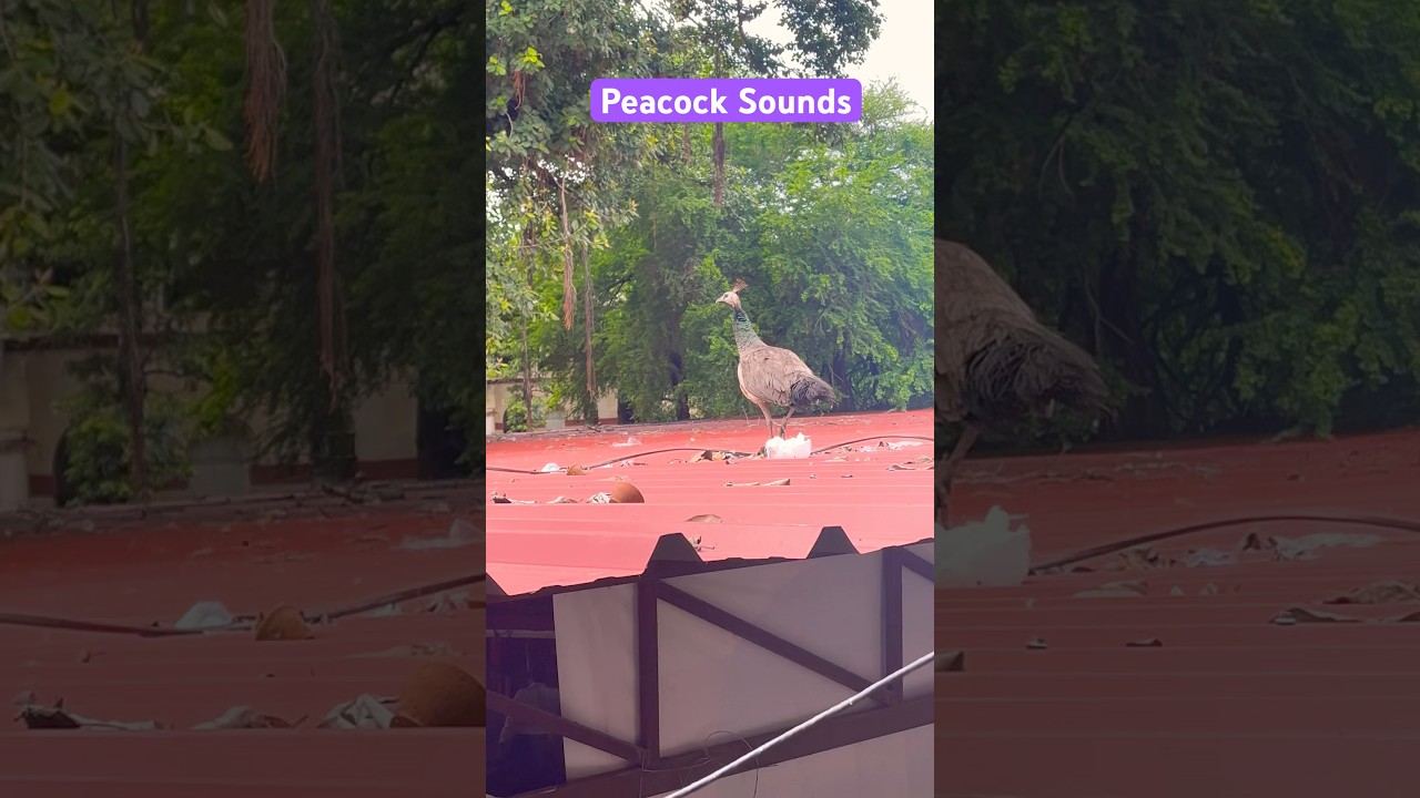 Peacock 🦚 sounds #morani#youtubeshorts #yt#shorts