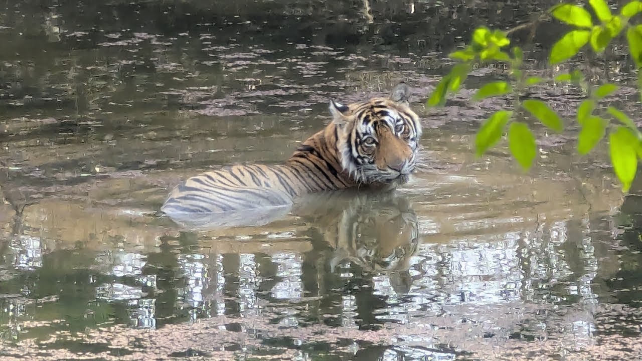 RTW Vlog 203 | Sawai Madhopur [Ranthambore National Park], India