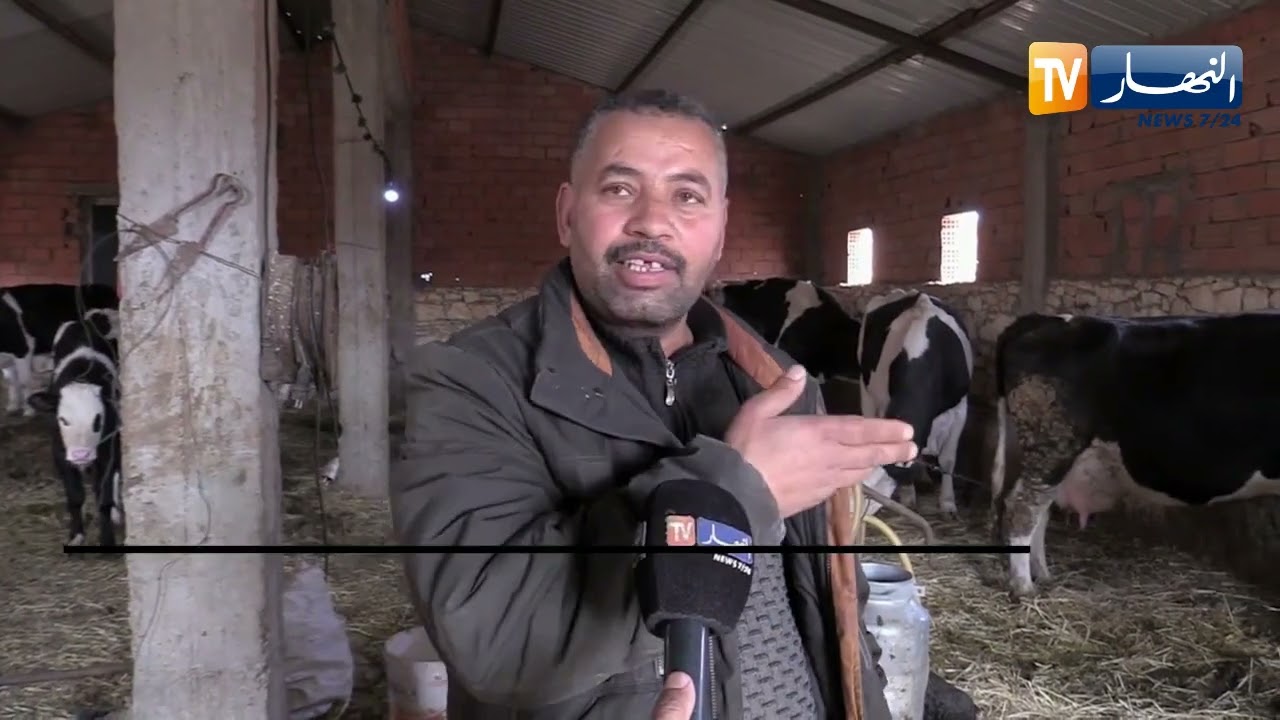 تيارت : مربو الأبقار الحلوب يشتكون من إنعدام الظروف المناسبة لتطوير الشعبة