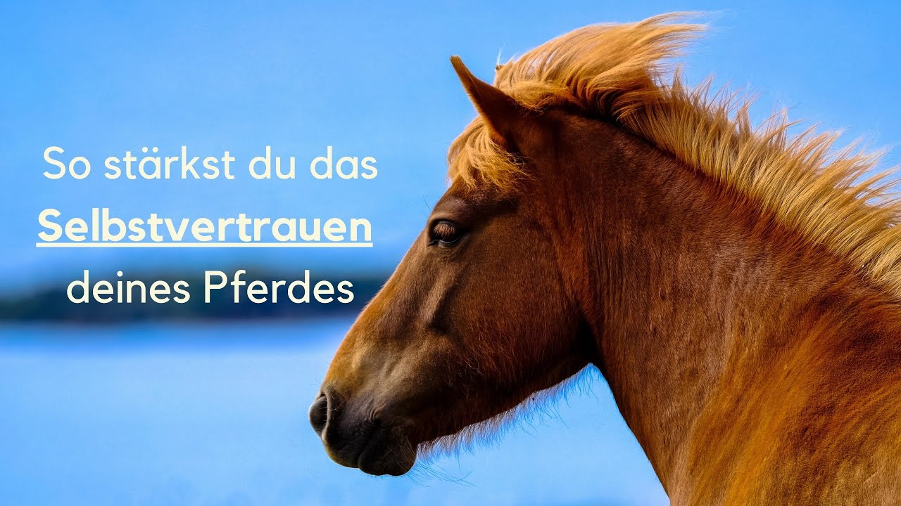 Mit diesem #1Tipp stärkst du das Selbstvertrauen deines Pferdes in der Herde.