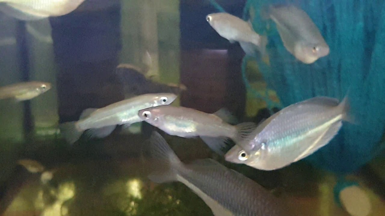 Oryzias eversii spawning.