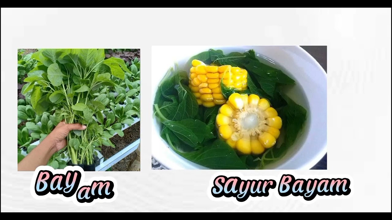 Vidio Pembelajaran PAUD Mengenal Sayur Bayam