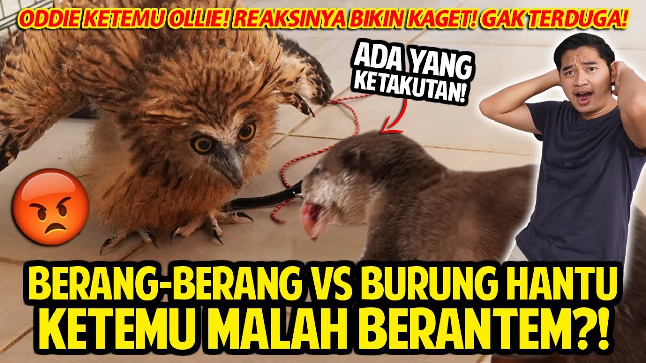 BAYI BERANG-BERANG VS BAYI BURUNG HANTU! KETEMUAN MALAH BERANTEM! ODDIE VS OLLIE! REAKSI GA TERDUGA!