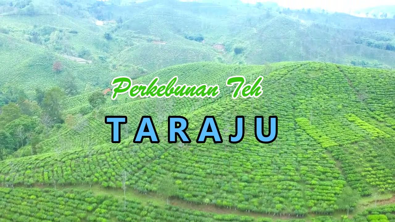Kebun Teh Taraju Tasikmalaya