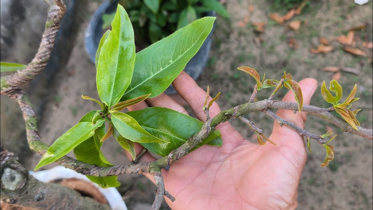 Cách phân biệt dư nước và thiếu nước, giúp cây mai ổn định độ ẩm luôn đâm chồi nhanh,/30/1ÂL.