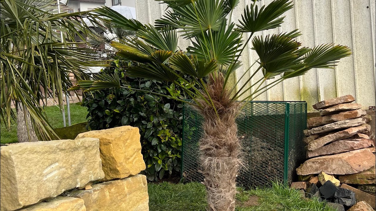 Saisonstart 2023 1. Palme 🌴ausgepflanzt
