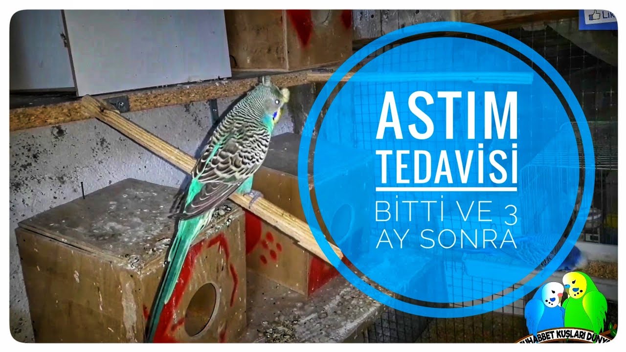 Astım Tedavisi Yaptığım Kuşumun Son Durumu