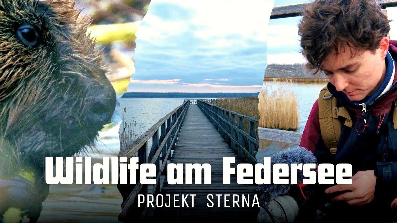 Biber, Blaukehlchen und jagende Lachmöwen im Europareservat Federsee | PROJEKT STERNA (03/12) | 4K