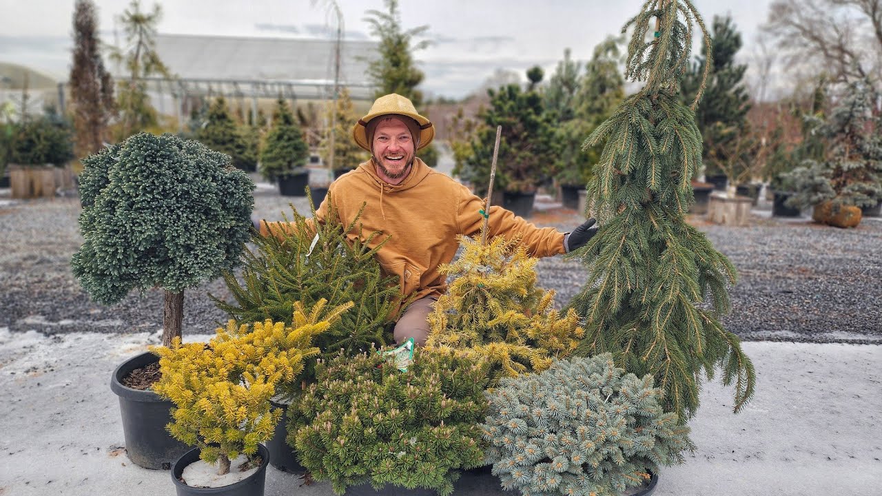 Top 10 Conifers That EXPLODE With Color in Spring!