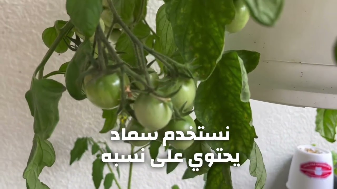تسميد الطماطم في مرحلة التزهير والعقد - زيادة التزهير