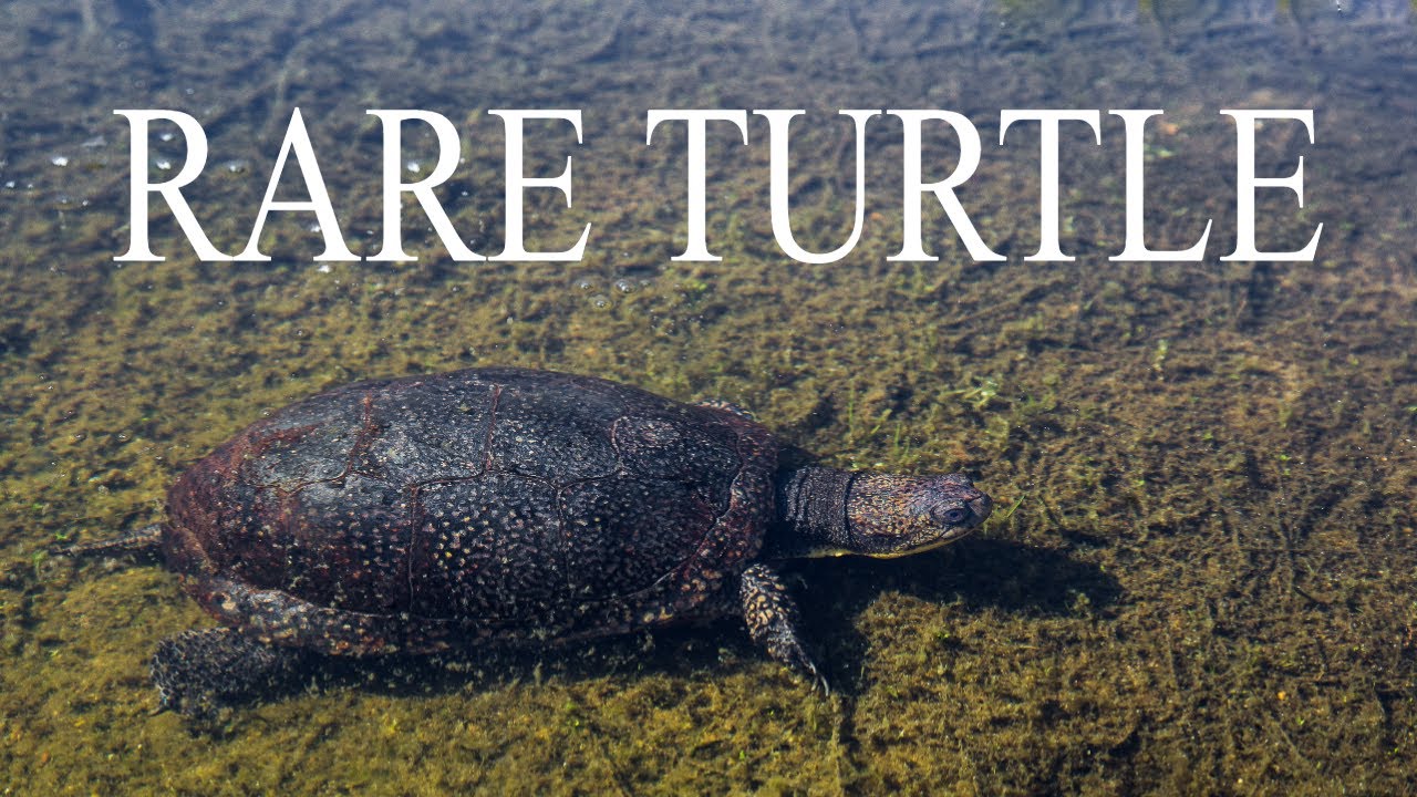 BLANDING'S TURTLE