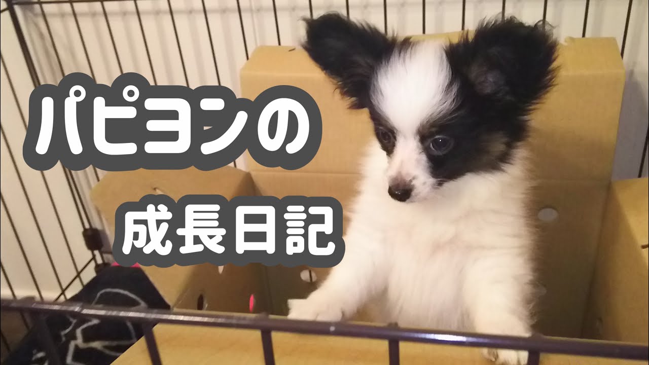 【パピヨン】犬好き必見❗️小型犬検討されている方も‼️成長記録✨