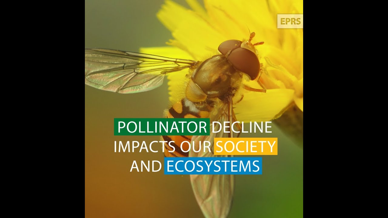 Protecting pollinator diversity in the EU