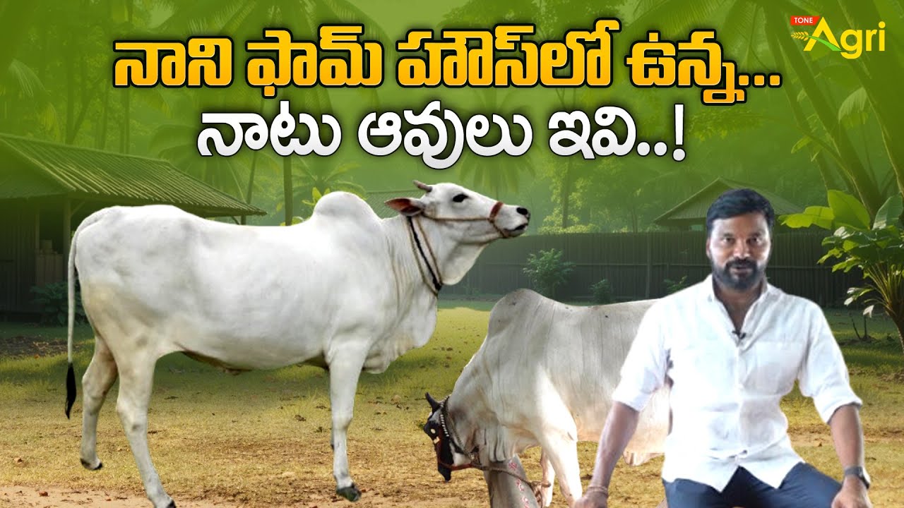 Desi Cow Breed Farming | నాని ఫామ్ హౌస్‌లో ఉన్న.. నాటు ఆవులు ఇవి..! Tone Agri