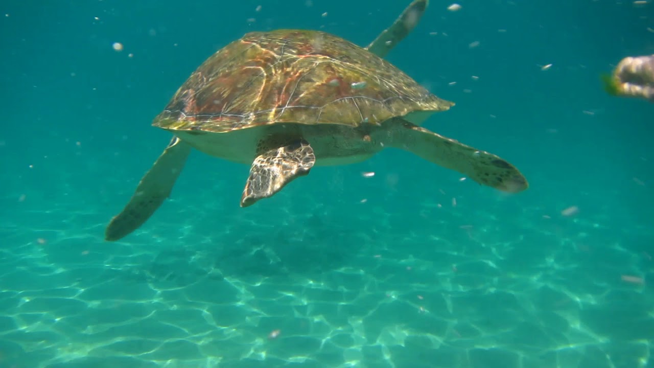 2020 FEB Snorkeling with Sea Turtles in Anse Dufour, Martinique