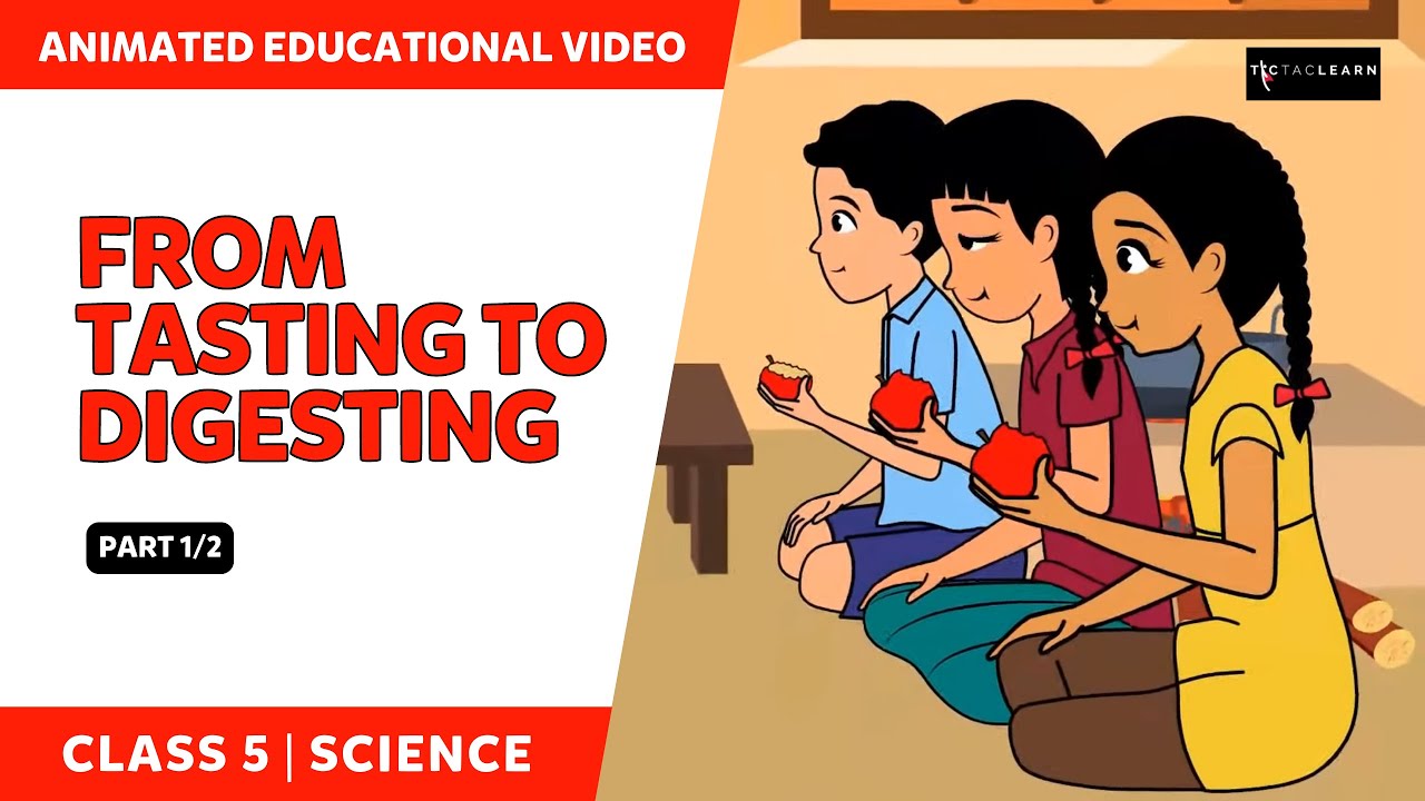 From Tasting To Digesting | Part 1/2 | Class 5 EVS Chapter 3 | TicTacLearn English | Class 5