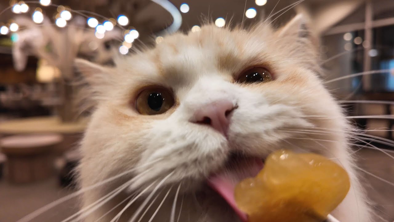 Shibuya's Cat Paradise Where Purrfection Meets Relaxation 😸