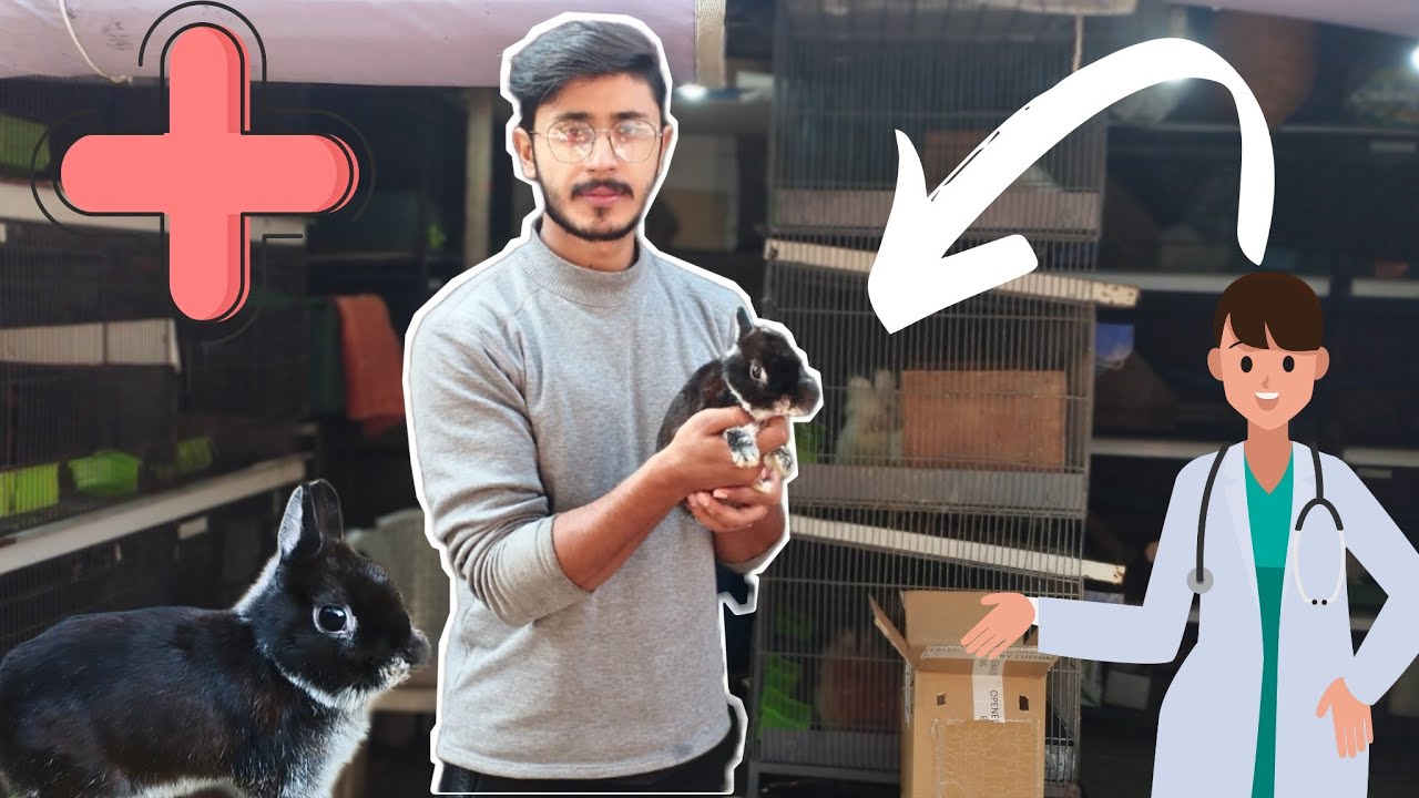 Hmara Rabbit Bemar Ho Gya 😔 | Fancy Rabbits | Aftab Ahmad
