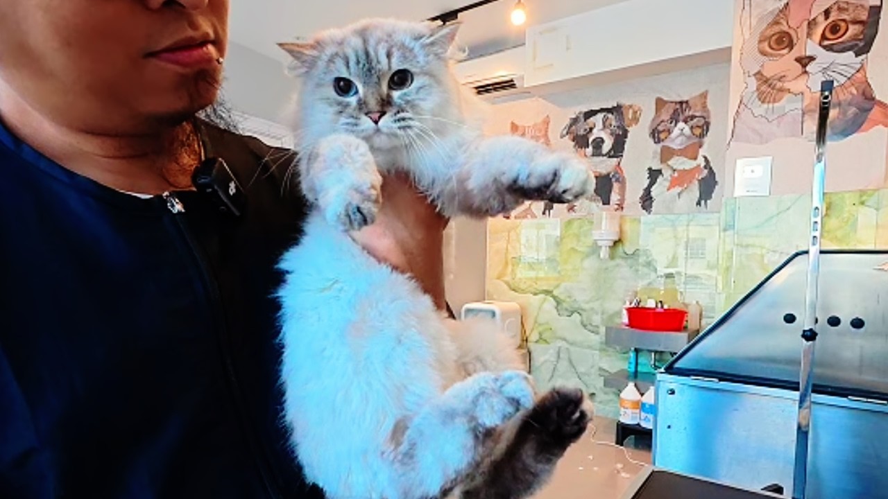 Кот Пикл из прачечной вернулся 🤍