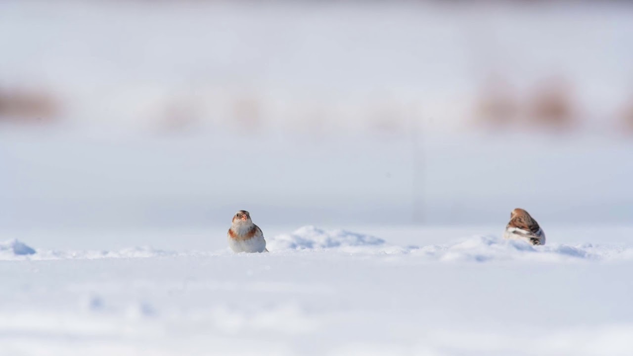 SnowBunting