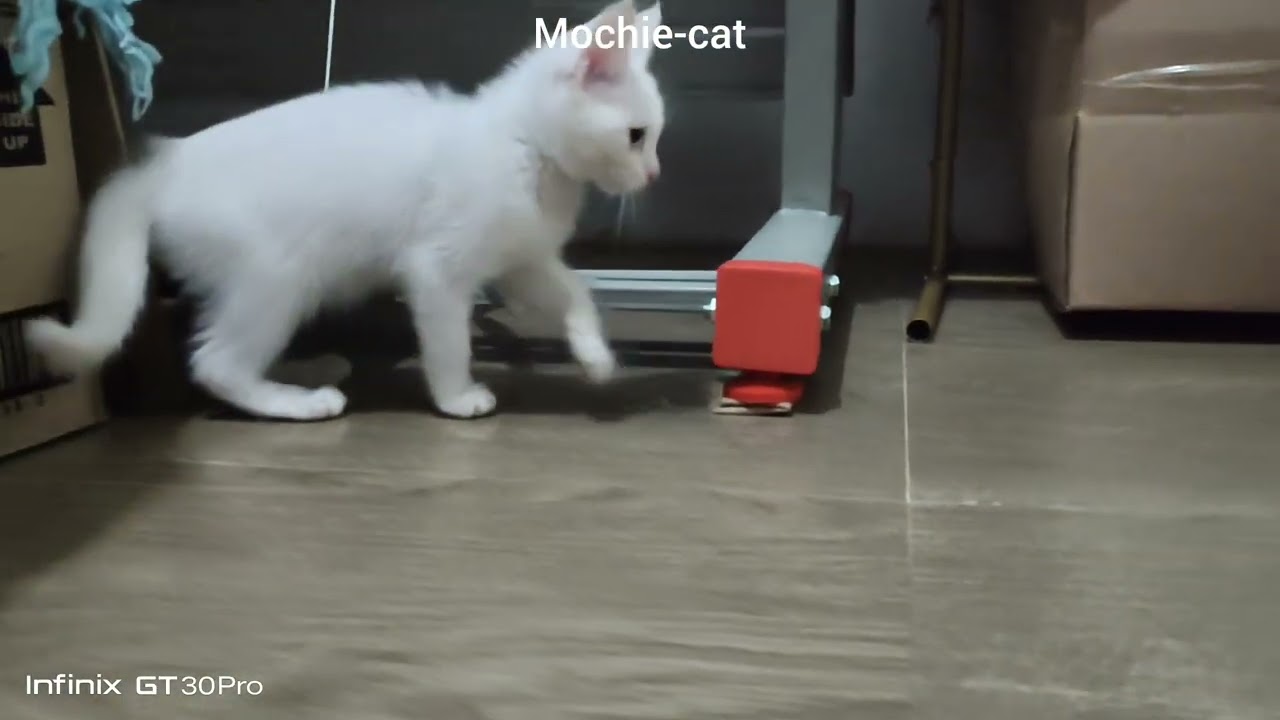 #catshorts #cat #cuteanimal #catvideos #cats #cutecat #kitten #kitty #kittens #catlife #cute 