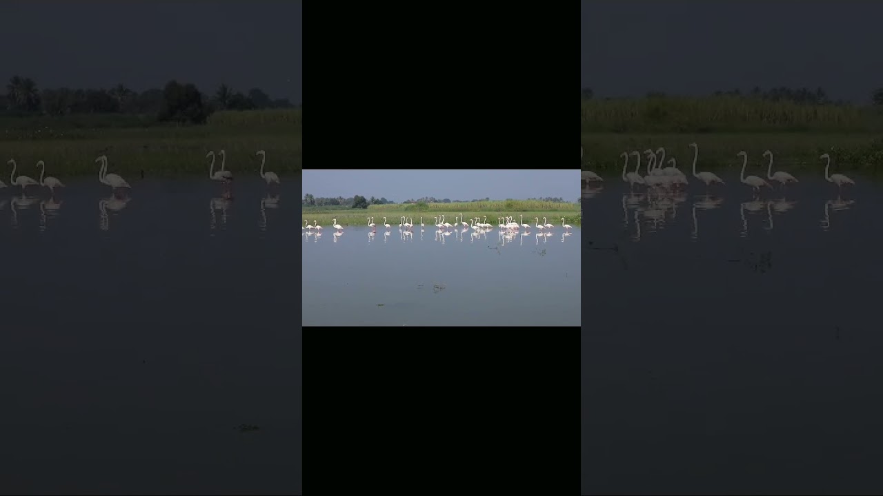 #see the Flamingo moment#Bhighwan#Flamingo#Uajni#Backwater#Video#shoot#PavanPhoto&Video...