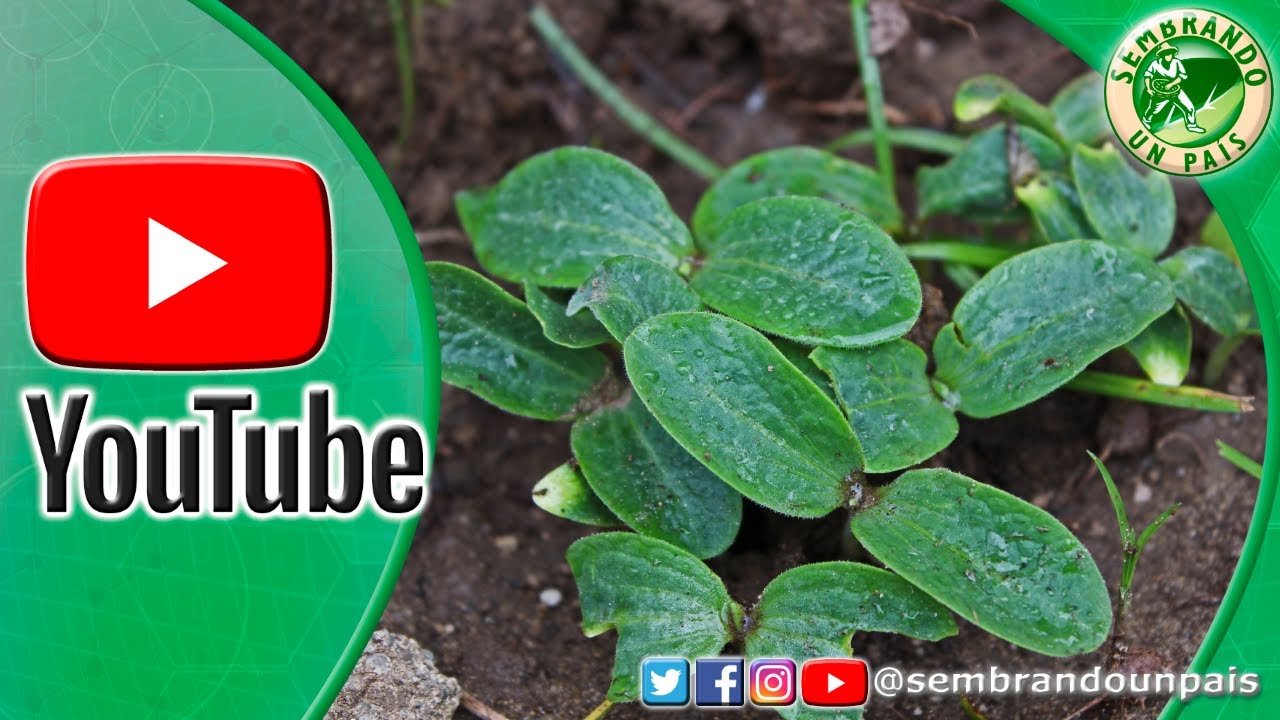 Calabaza o Auyama Parte#4: Siembra