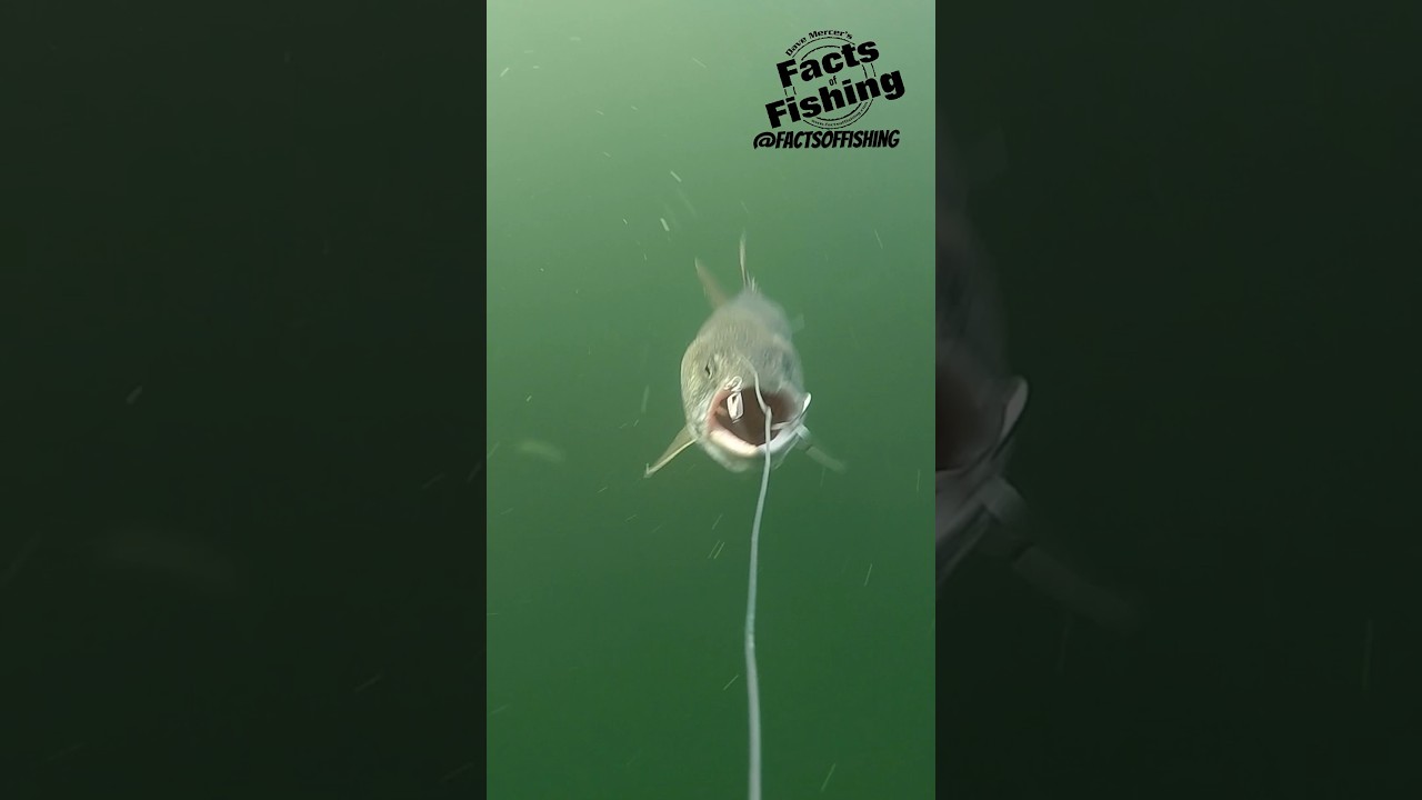 Trout ￼Triple Shots a Spoon #shorts