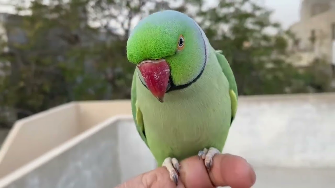 Parrot.talking Dancing parrot video 😍❤️