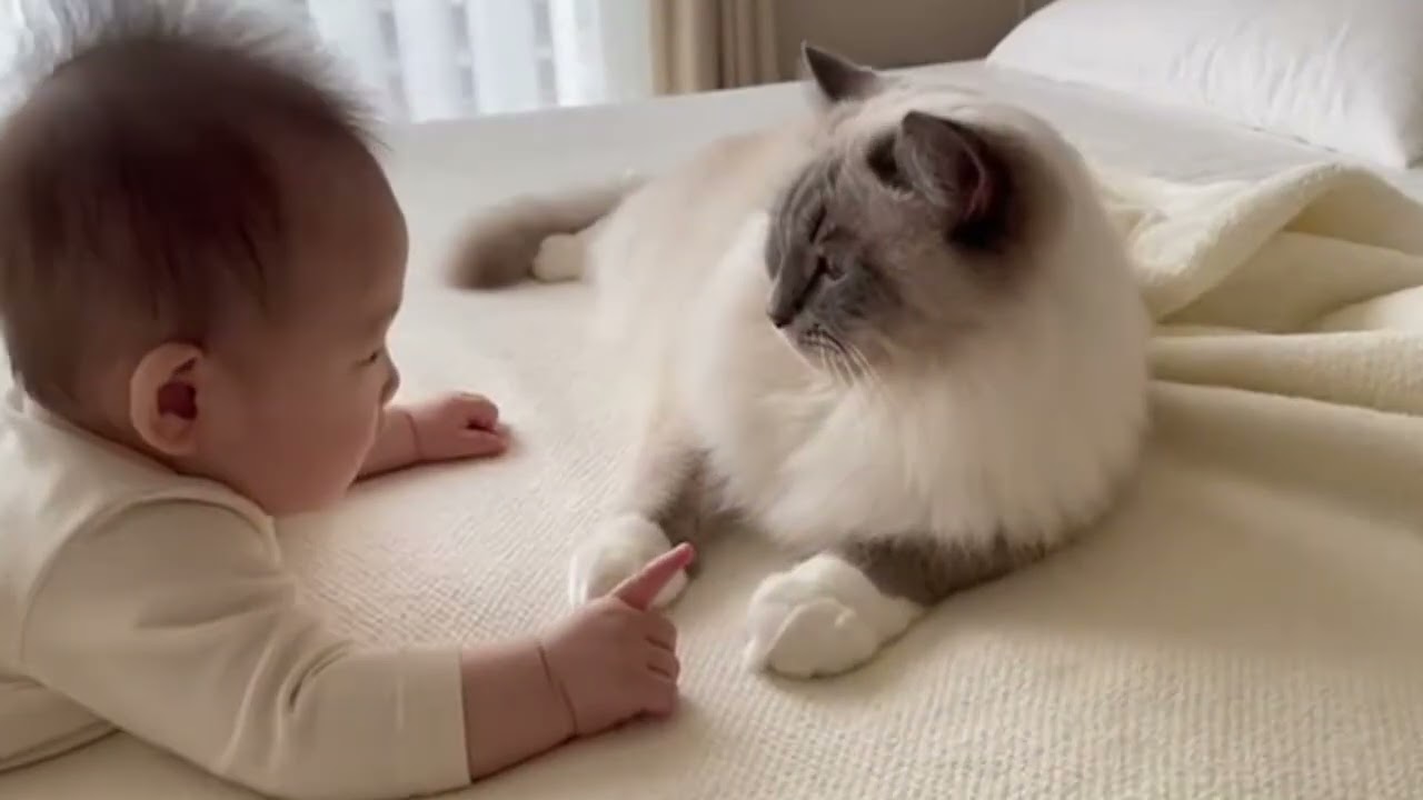 赤ちゃんのタッチに猫が“返した”…前足が優しすぎる