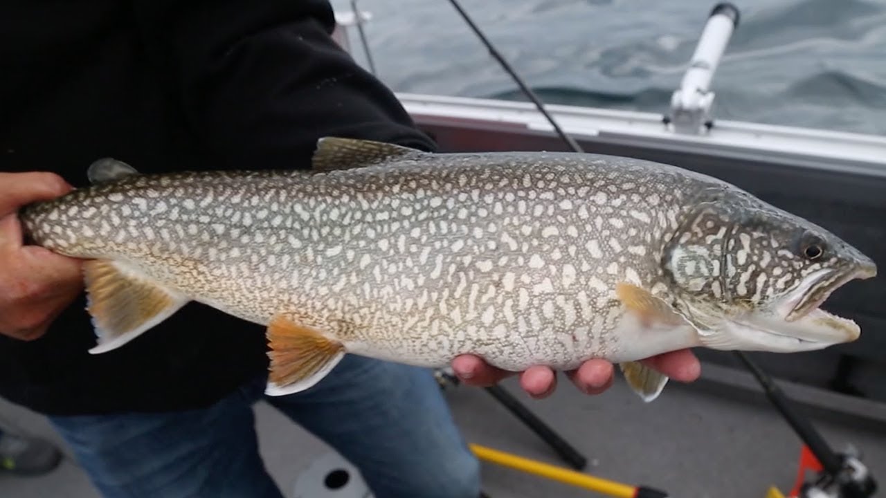 Lake Trout Beatdown in Alpena, Michigan - Season 3