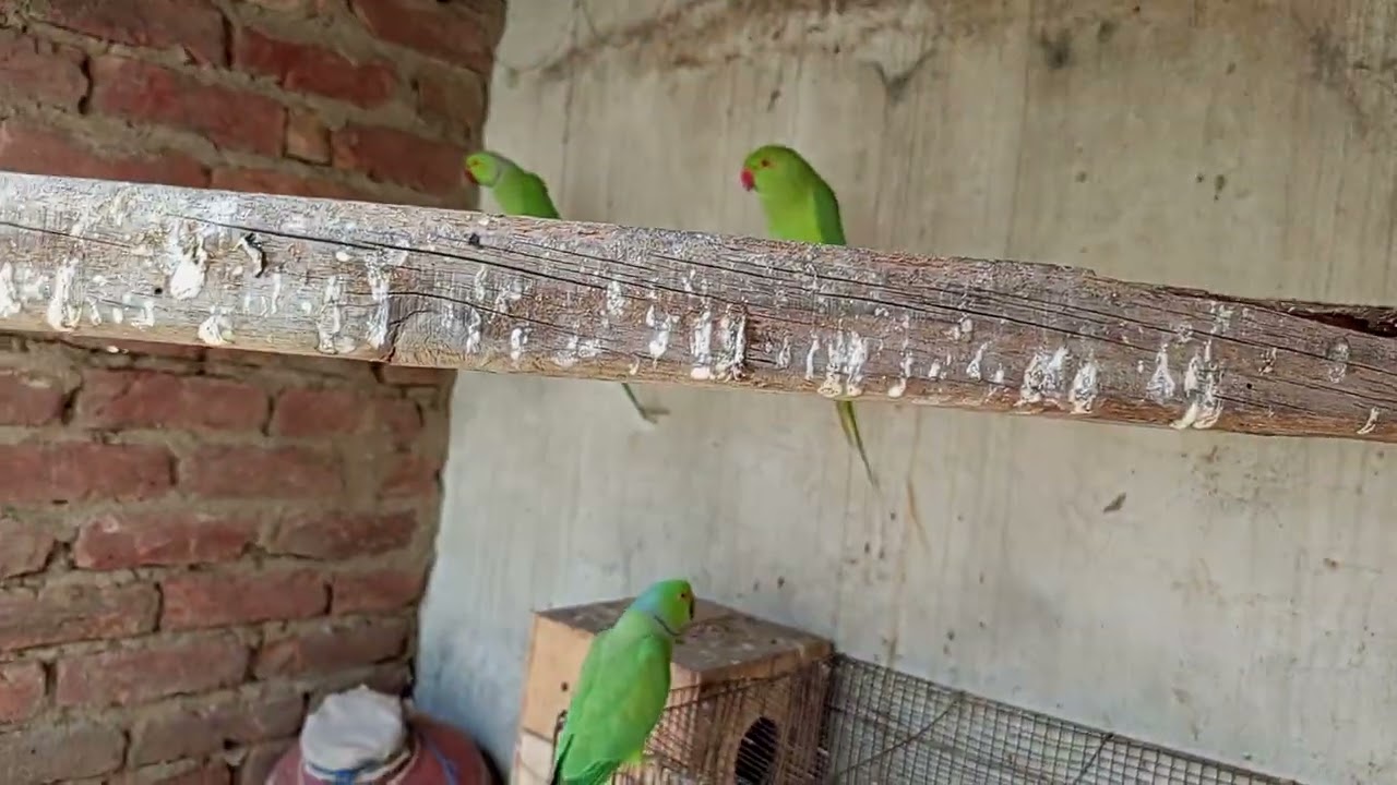 Breeding setup #parrot #talkingparot #birds #birds #nonstoptalkingparrot #azharparrot 