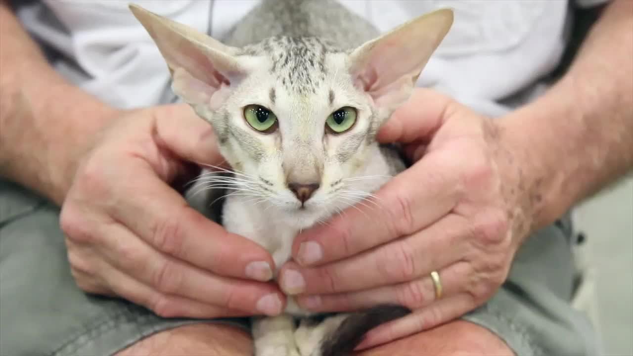 Cat Breed Spotlight: Oriental