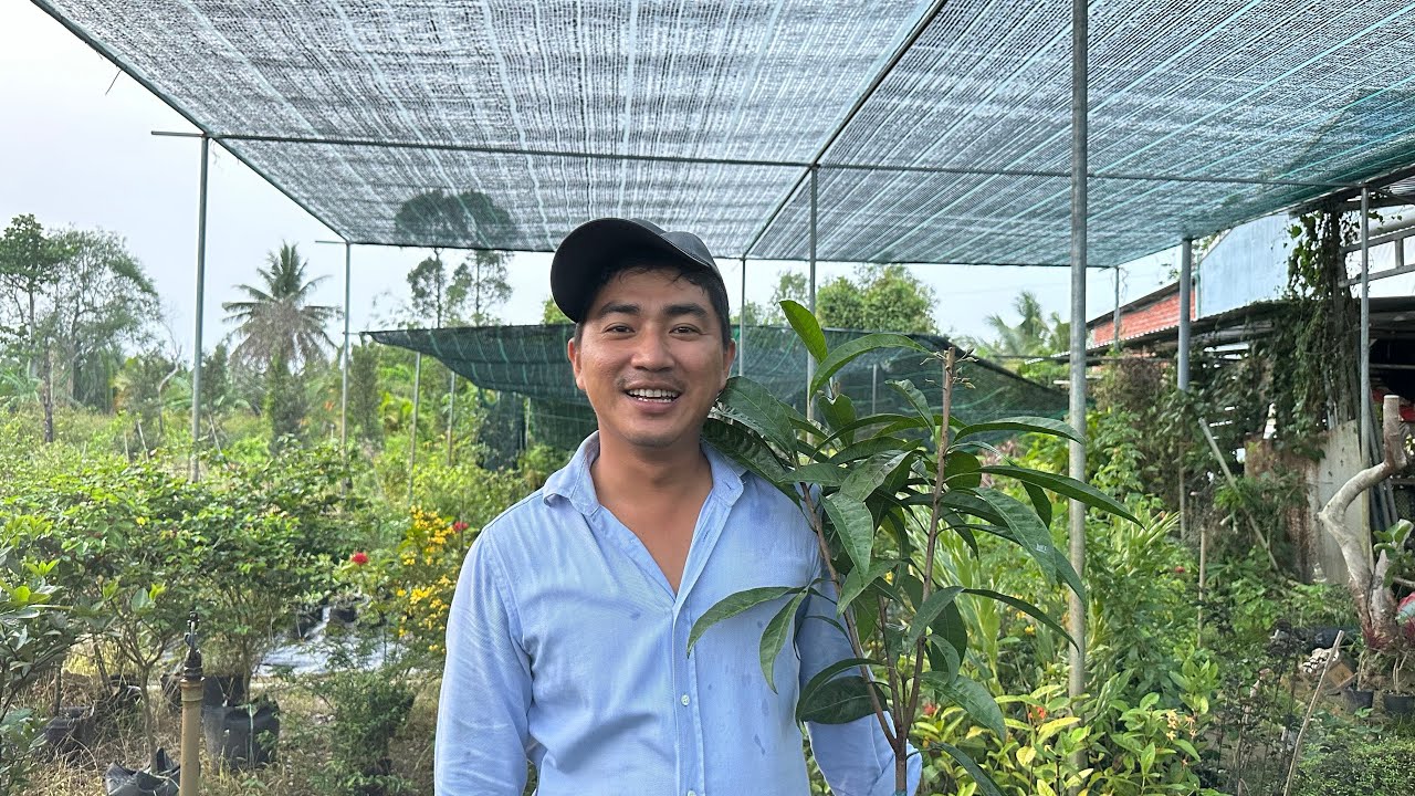 Cây Lekima thái chăm sóc có khó không? - Hoa kiểng Cái Mơn, Chợ Lách -  Ngọc Ngân Bến Tre 0386569374