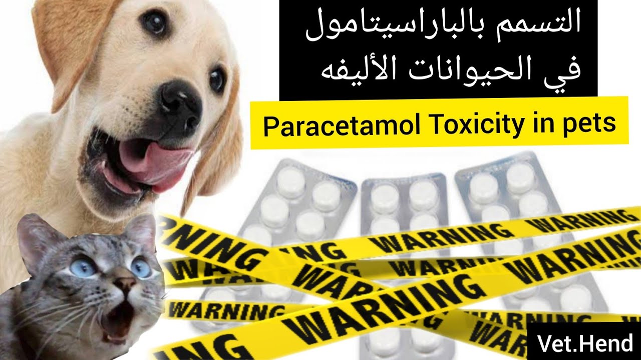 تسمم الباراسيتامول في الحيوانات الاليفه ..Treatment of paracetamol Toxicity in pets.