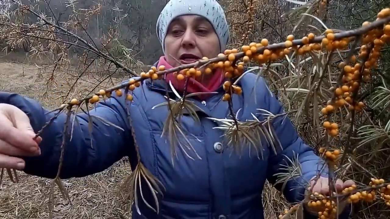 ОБЛЕПИХА.Когда и как собирать.