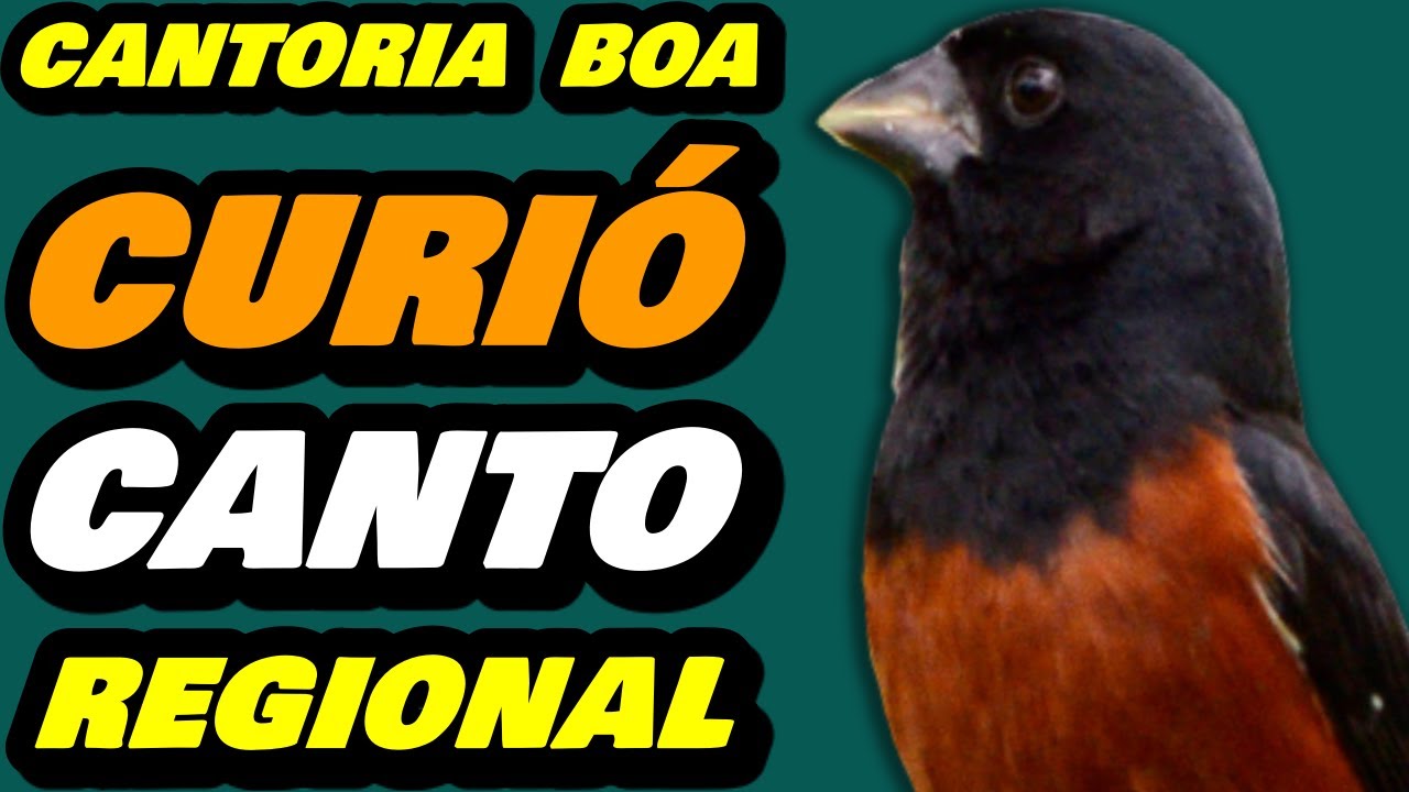 🔴 Curió Canto Regional De Icoaraci CANTORIA BOA - A Melhor ração De Curió Link na Descrição👇