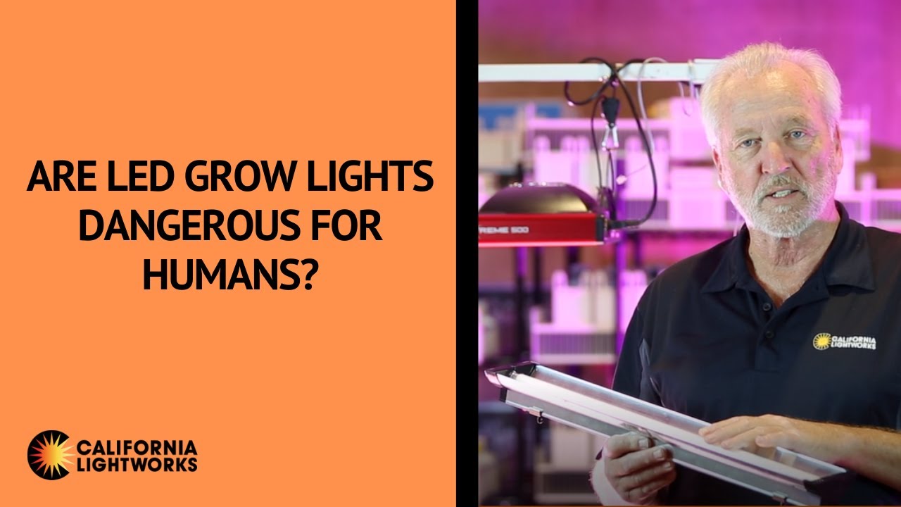 Are LED Grow Lights Dangerous for Humans?