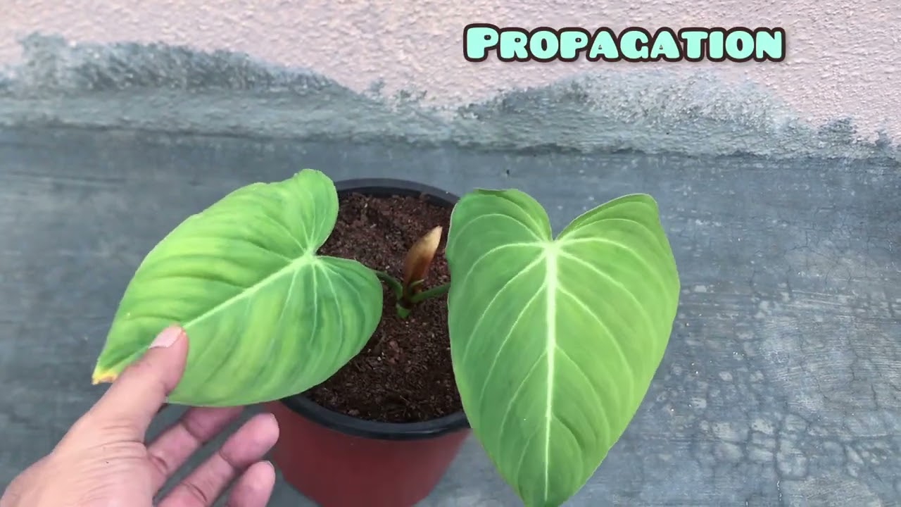 || PHILODENDRON GLORIOUS || CARE TIPS ||