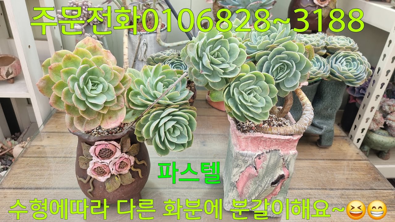 (26.2.28.토)색감이 이뻐서 여러개 키우고픈 아이~😆😁