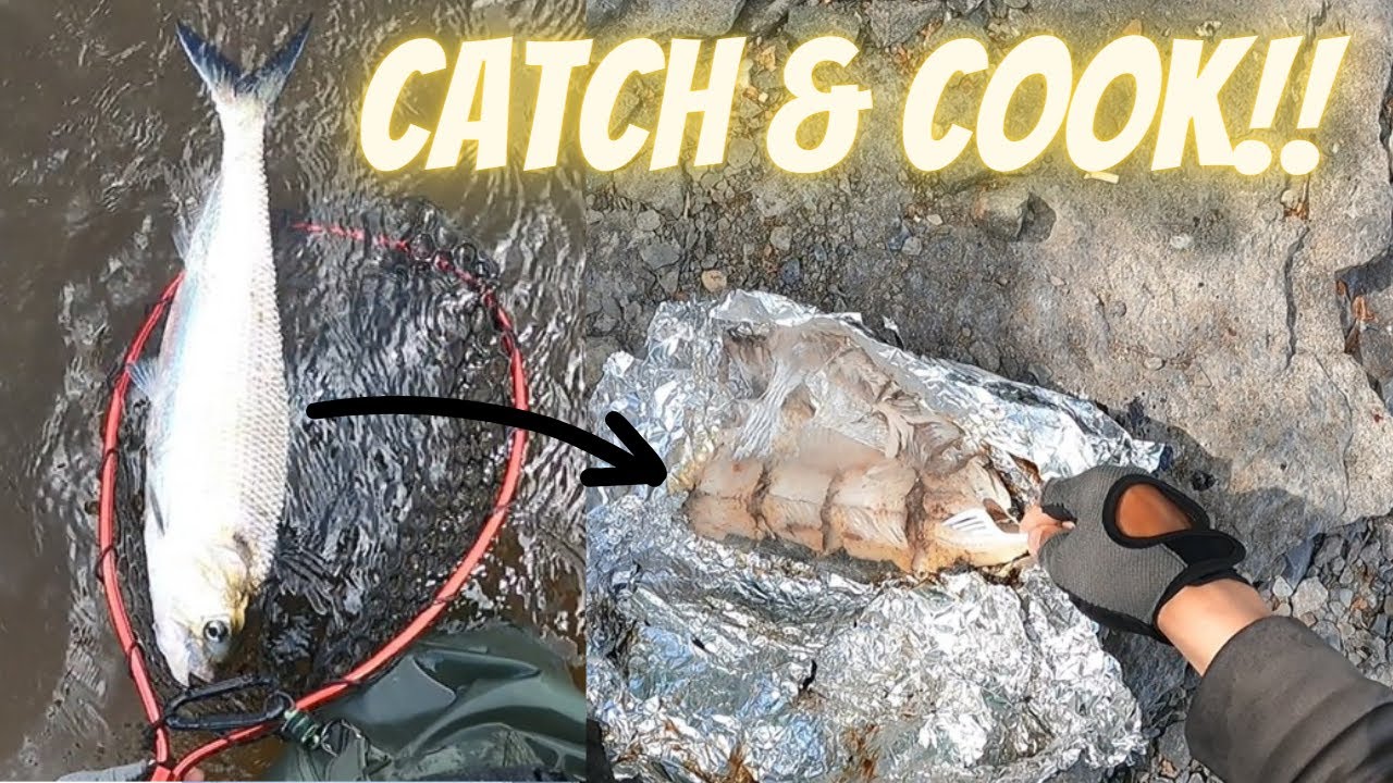 Montreal Shad / Alose 2023 FINALE: SHAD Catch and Cook!!!
